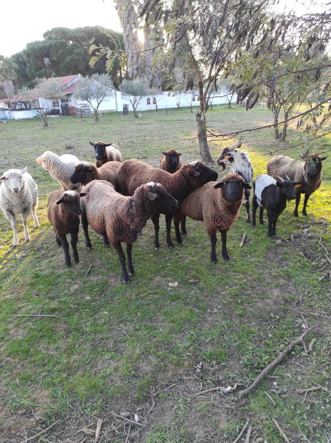 Fazenda Do Marante Vandrerhjem Tomar Eksteriør bilde